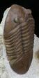 Prone Asaphus Lepidurus Trilobite - Russia #31308-3
